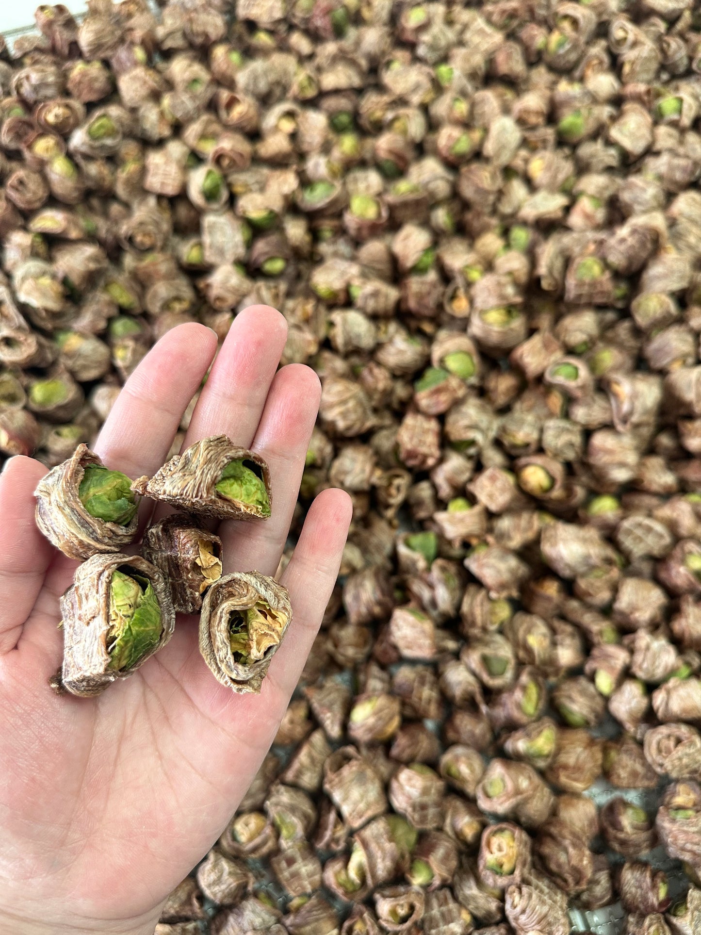 Duck wrapped Brussels Sprouts 鸭肉绕抱子甘蓝