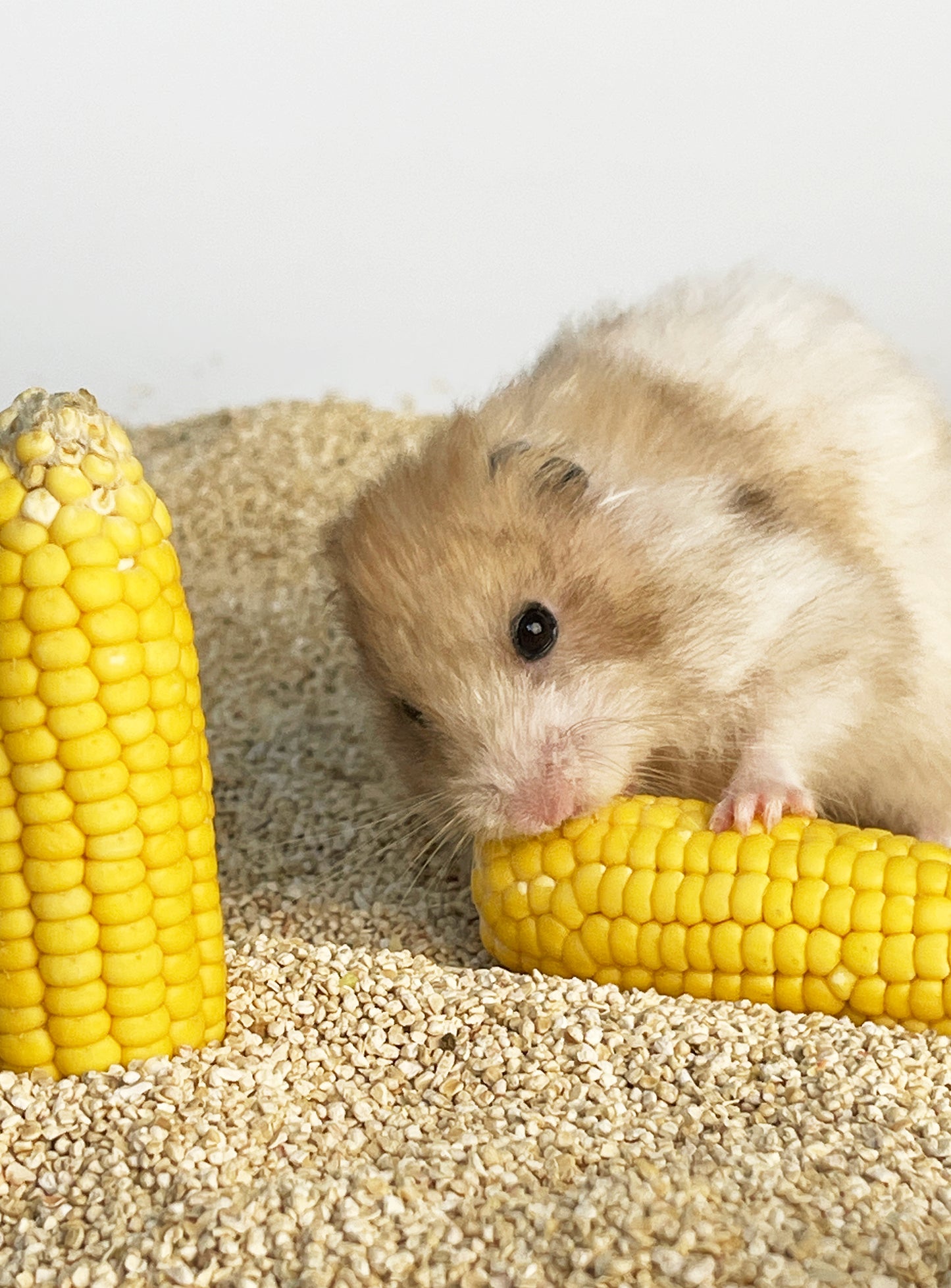 Hamster Teeth Grinding dried corn 仓鼠磨牙🐹晒干玉米🌽