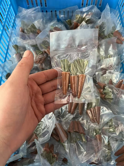 Hamster chew carrot 仓鼠磨牙胡萝卜🥕