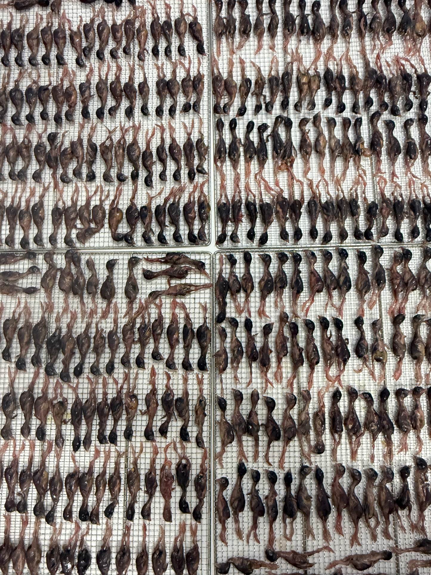 dried quail 烘干小鹌鹑