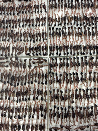 dried quail 烘干小鹌鹑