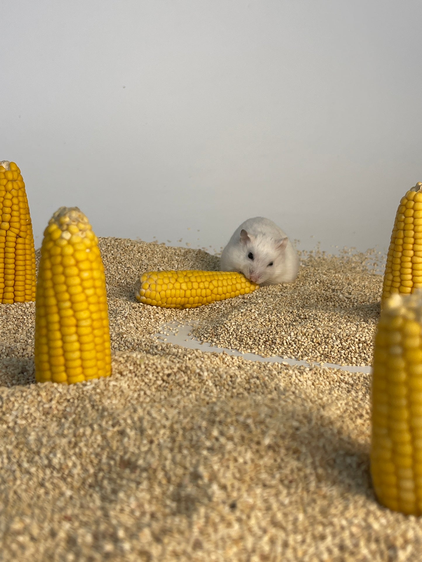 Hamster Teeth Grinding dried corn 仓鼠磨牙🐹晒干玉米🌽