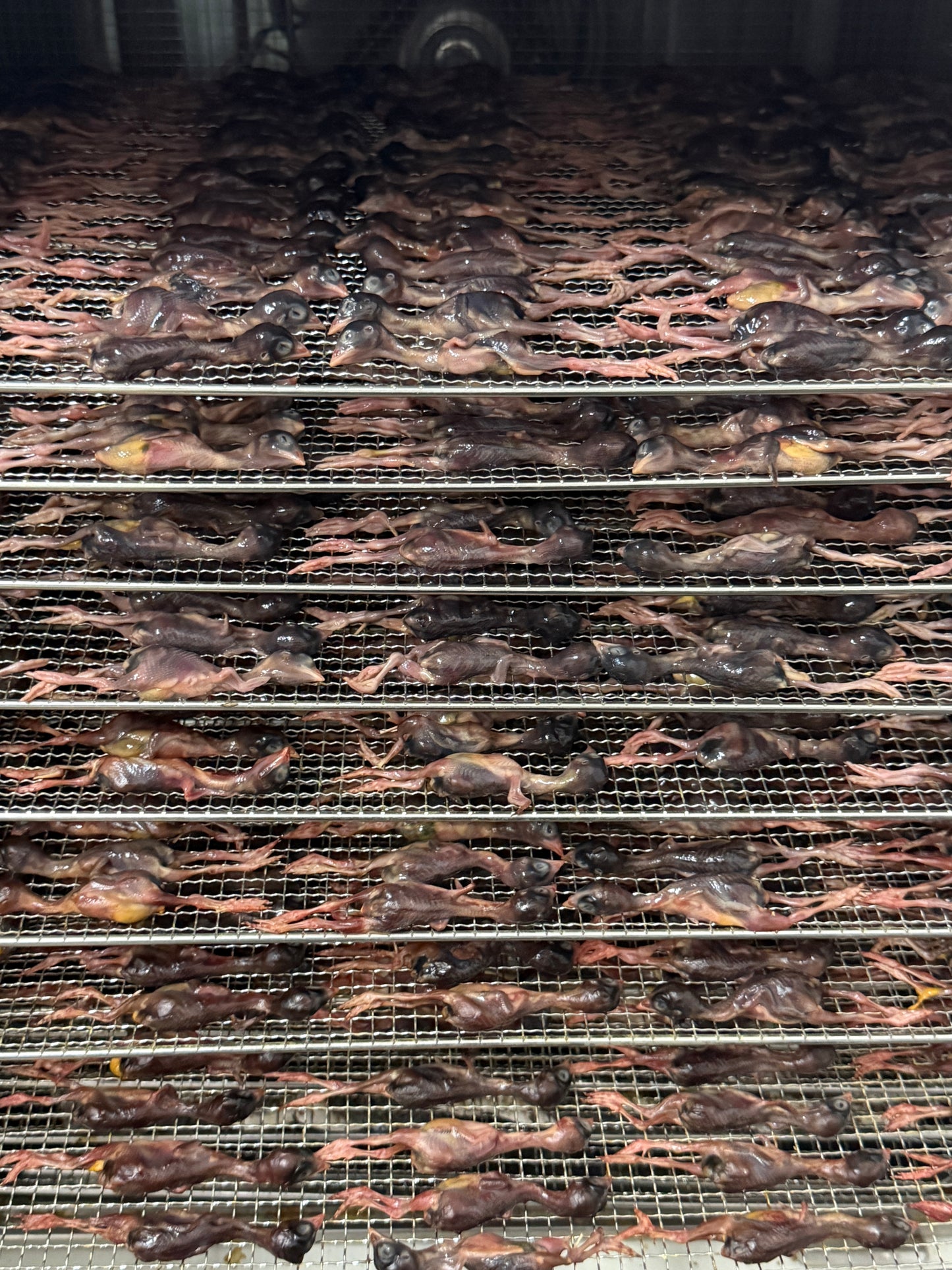 dried quail 烘干小鹌鹑