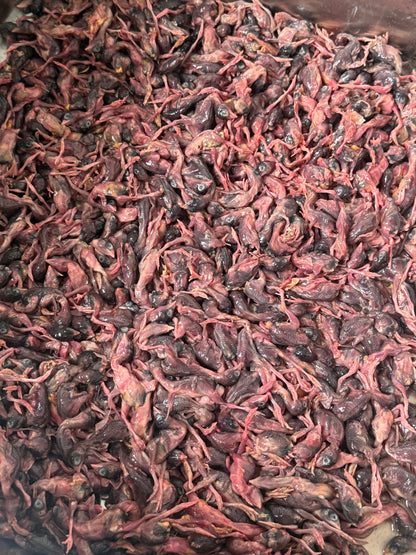 dried quail 烘干小鹌鹑