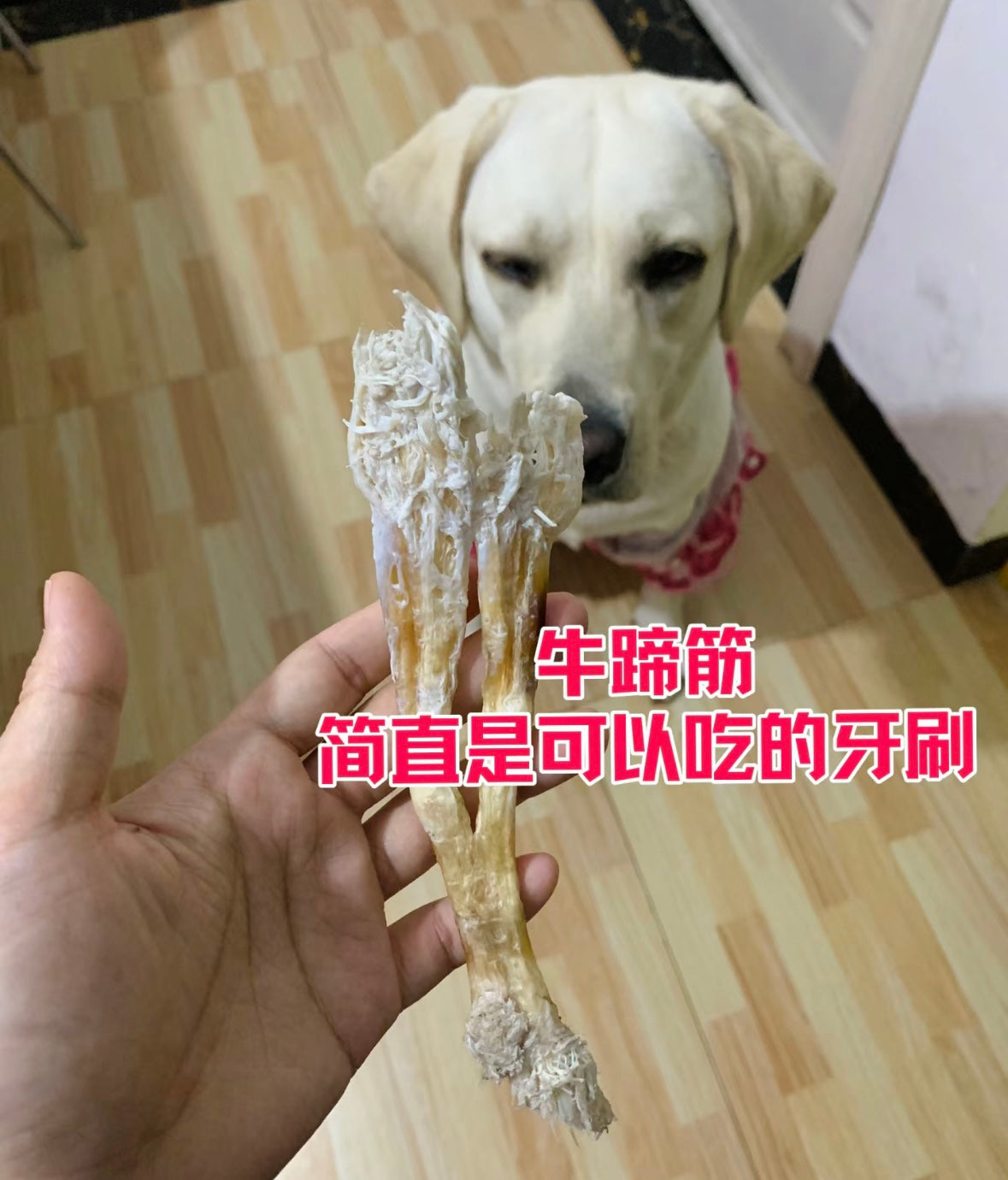 Drying Beef tendon 烘干牛蹄筋